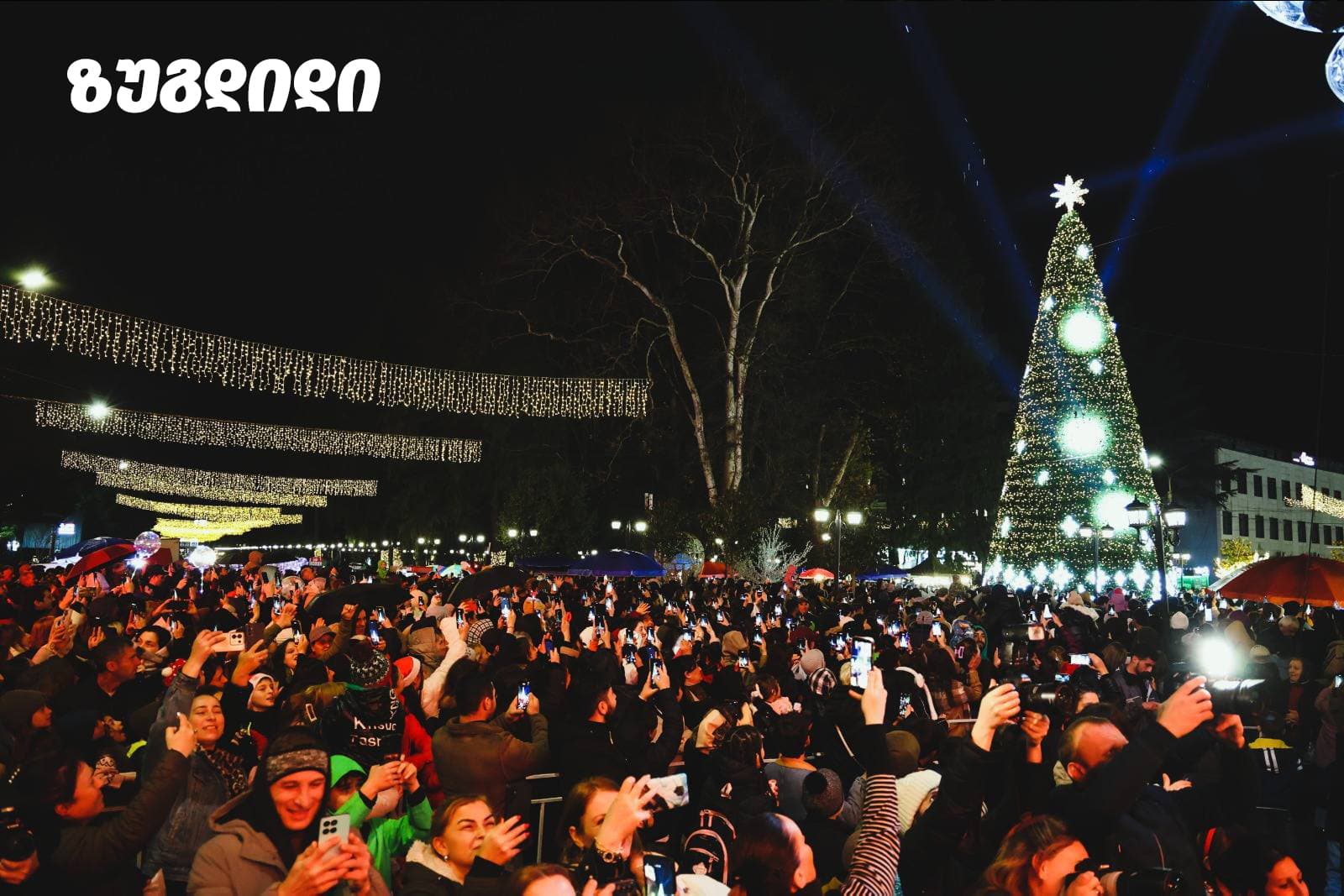 ნაძვის ხეები სამეგრელო-ზემო სვანეთის მხარეში - image 3