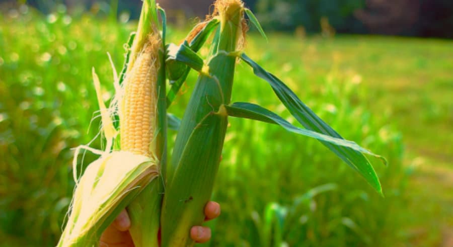 წელს დასავლეთ საქართველოში სიმინდისა და თხილის უკეთეს მოსავალს ელიან