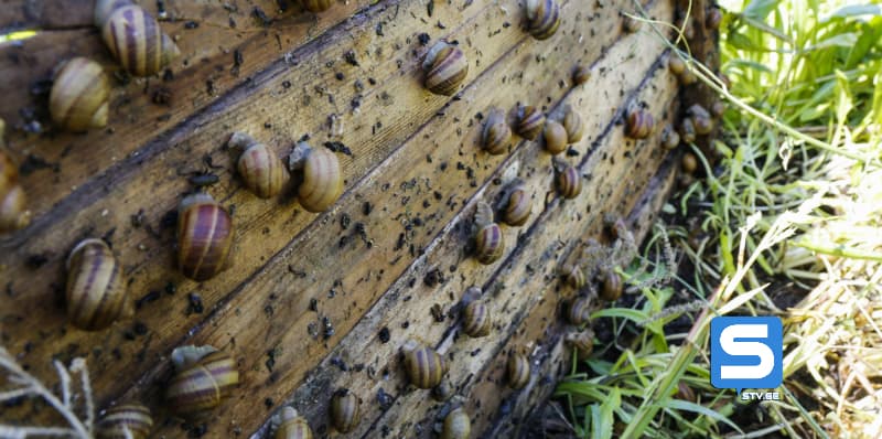 სამეგრელოში ლოკოკინების ფერმა ამოქმედდა