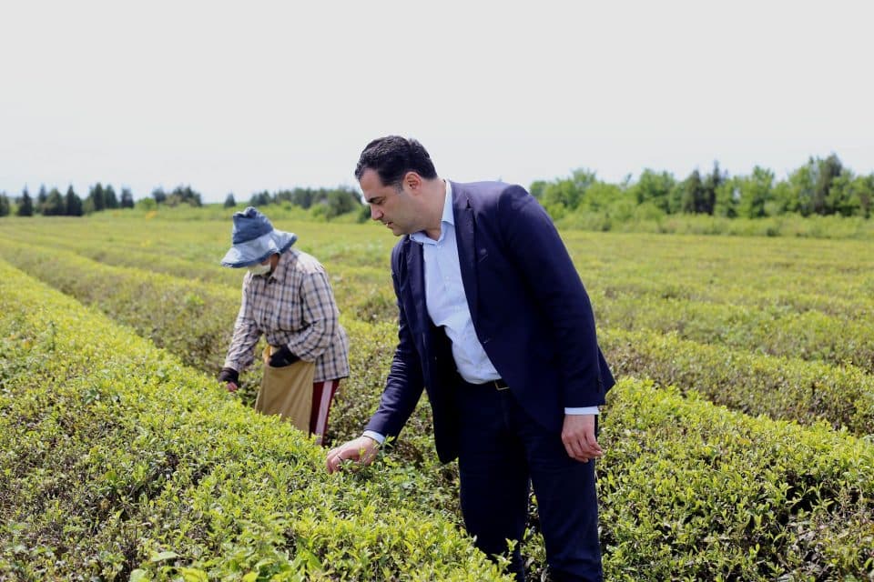 სამეგრელოს გუბერნატორი: მეჩაიეობა არის ძალიან მნიშვნელოვანი დარგი ჩვენი ქვეყნისათვის და ჩვენი რეგიონისთვის