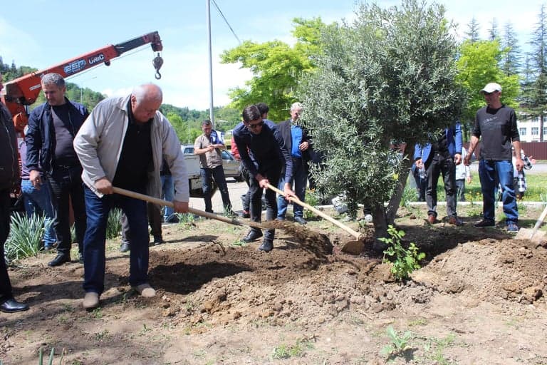 წალენჯიხაში გამწვანების აქცია გრძელდება - image 2