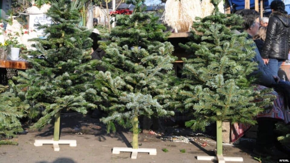 წინასაახალწლოდ წიწვოვანი მცენარეების მოპოვებასა და ტრანსპორტირებაზე კონტროლი მკაცრდება