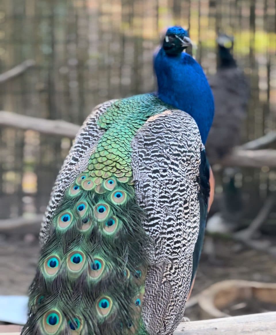 ზუგდიდის ბოტანიკური ბაღის ბინადარი