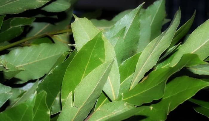 ქართული დაფნის ექსპორტი 137%-ით გაიზარდა