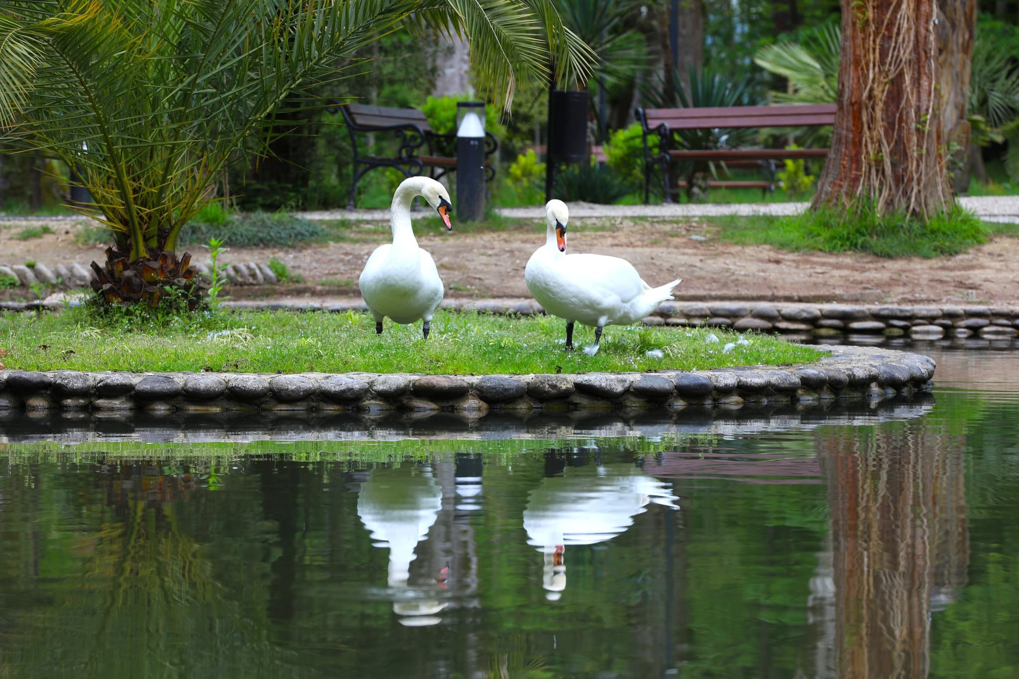 ფოტორეპორტაჟი ზუგდიდის ბოტანიკური ბაღიდან - image 3