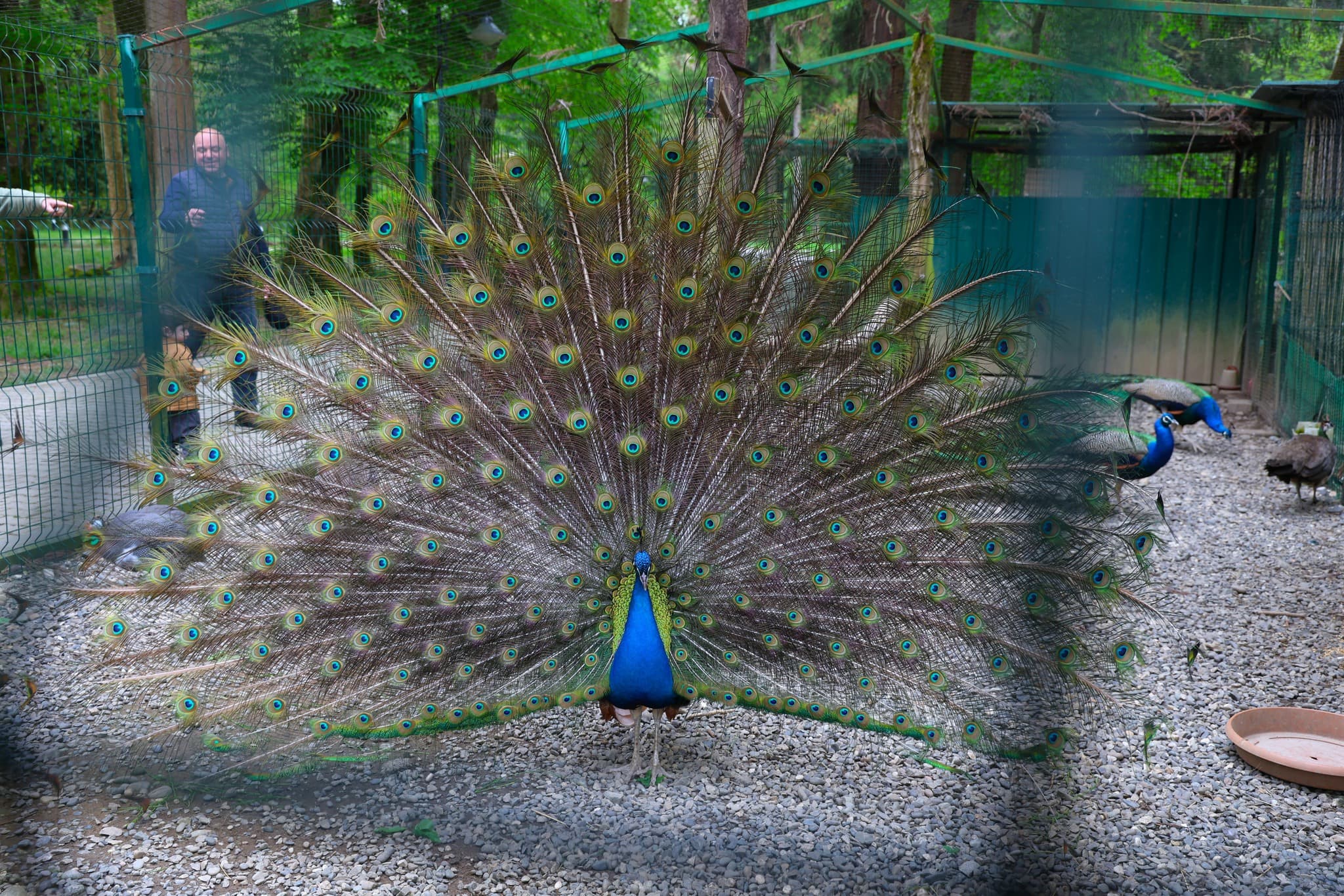 ფოტორეპორტაჟი ზუგდიდის ბოტანიკური ბაღიდან - image 6