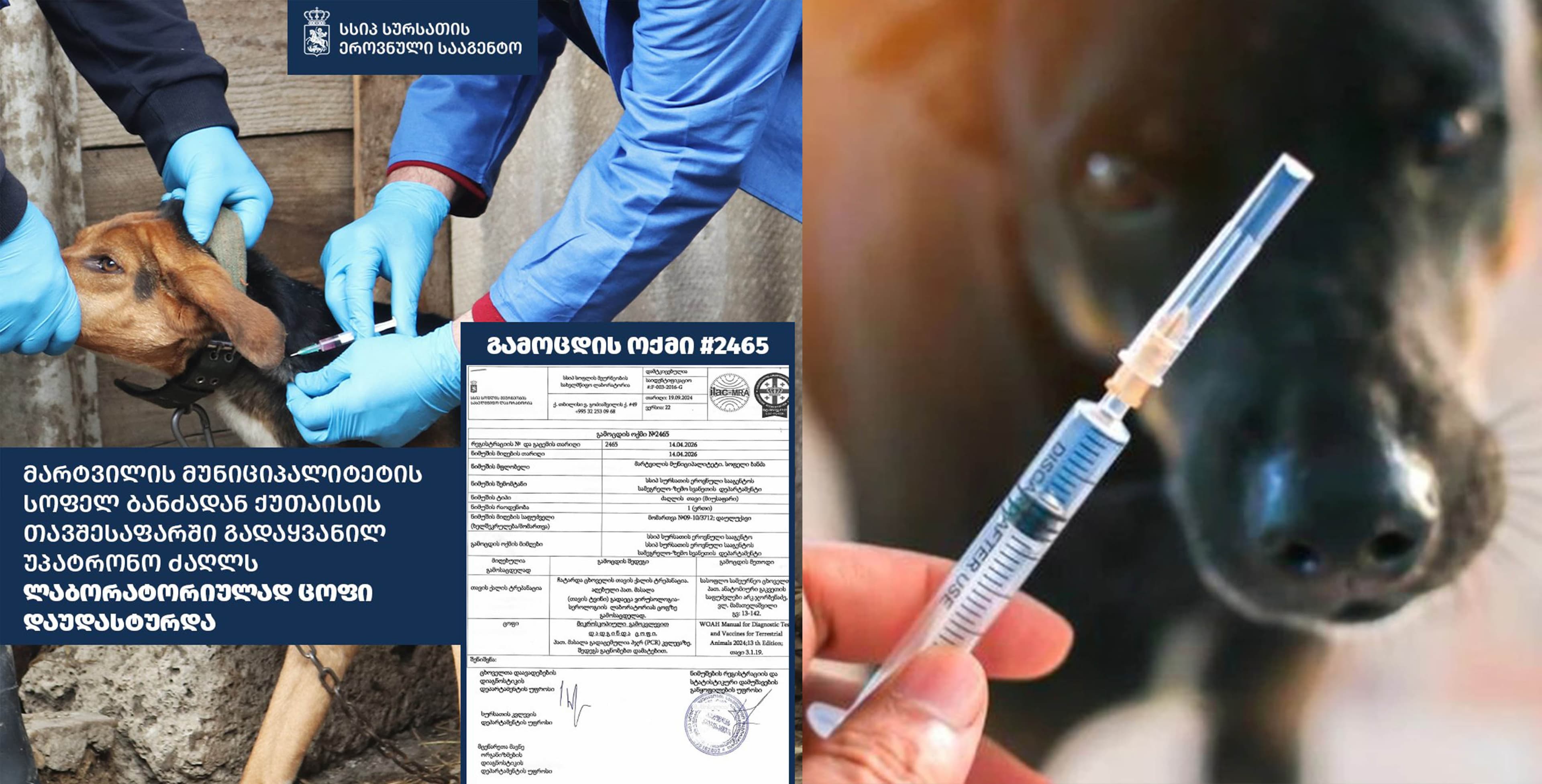 მარტვილის მუნიციპალიტეტში ცოფი გამოვლინდა - გამოცხადდა კარანტინი